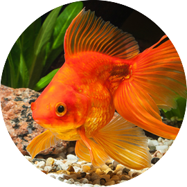 Goldfish Tetra